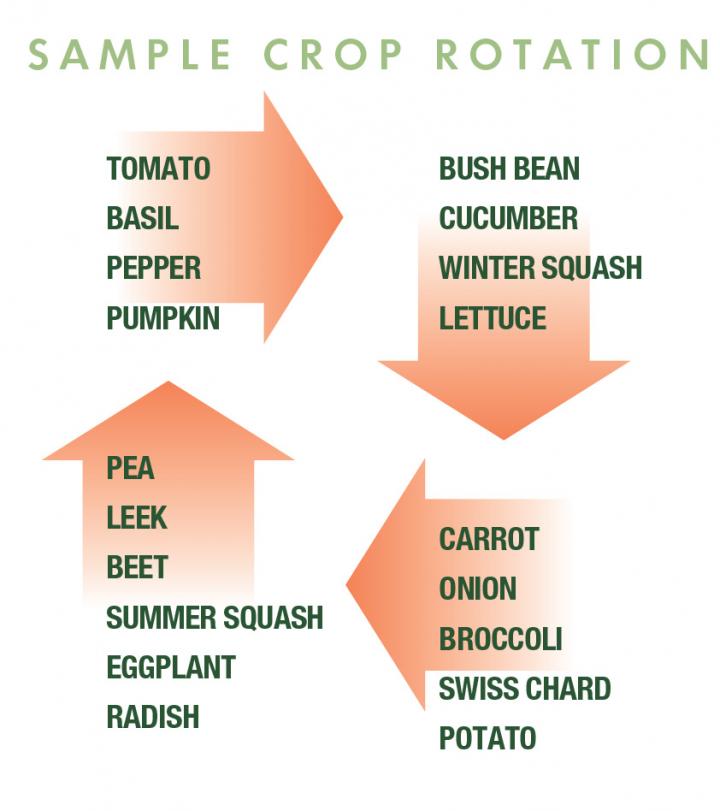 FourBed Crop Rotation for Small Gardens